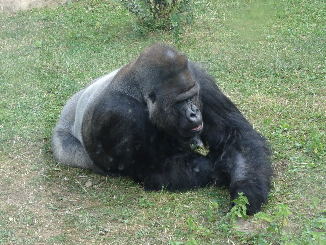 московский зоопарк гориллы
