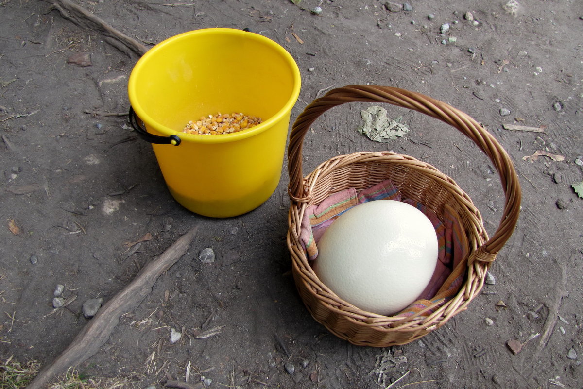 Кукуруза для угощения и яйцо страуса - veera v