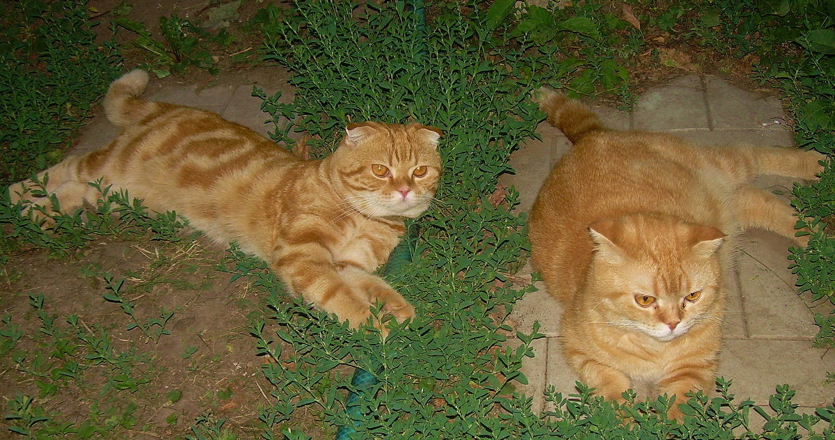 Кошка Муська и ее сын Мурзик поздравляют всех с международным днем кошек! - татьяна 