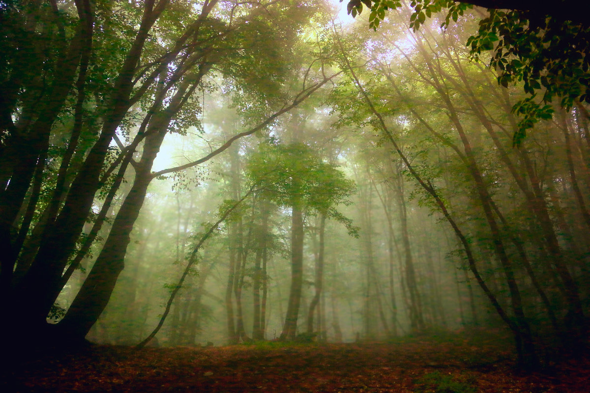 Таинственный лес - Екатерина Постонен