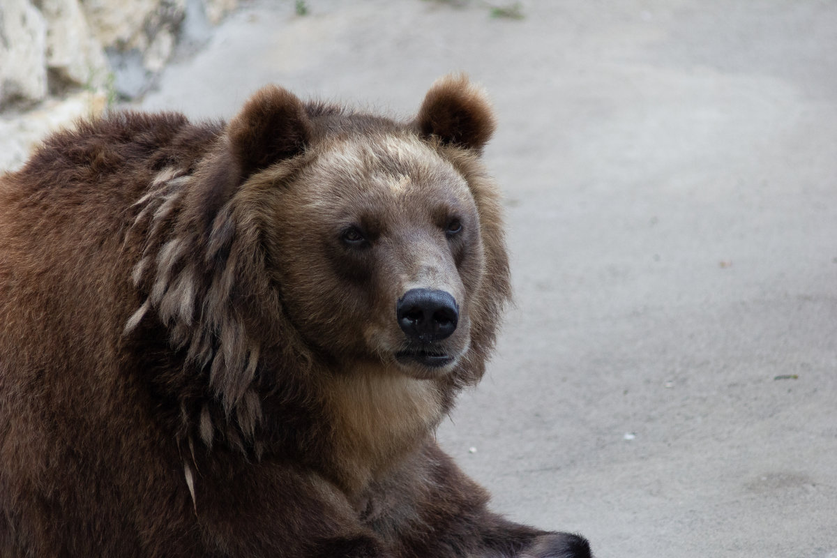 Бурый медведь - Сергей Францев