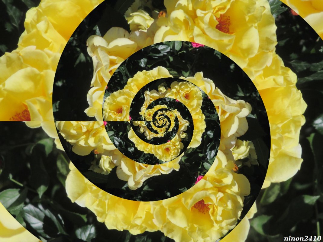 Фантазия на тему жёлтых роз - Нина Бутко
