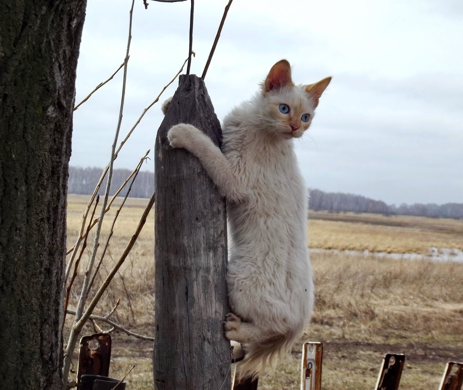 Коты на столбике 1 - Светлана Рябова-Шатунова