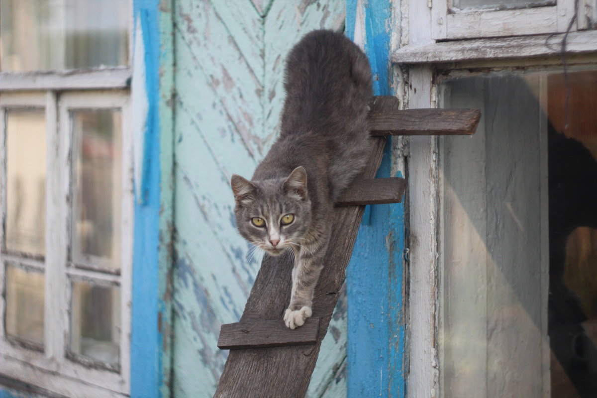 Охотник - Лизёна ♥