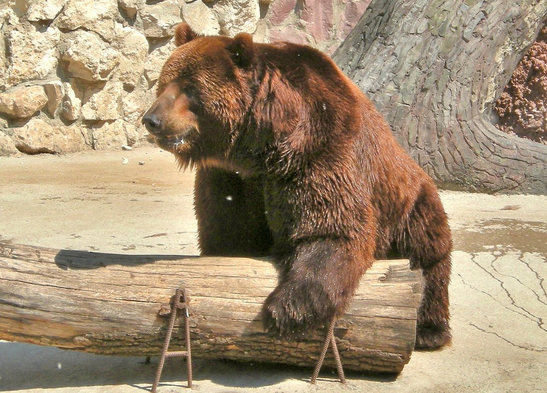 Медведь баловень - Александр Бойченко