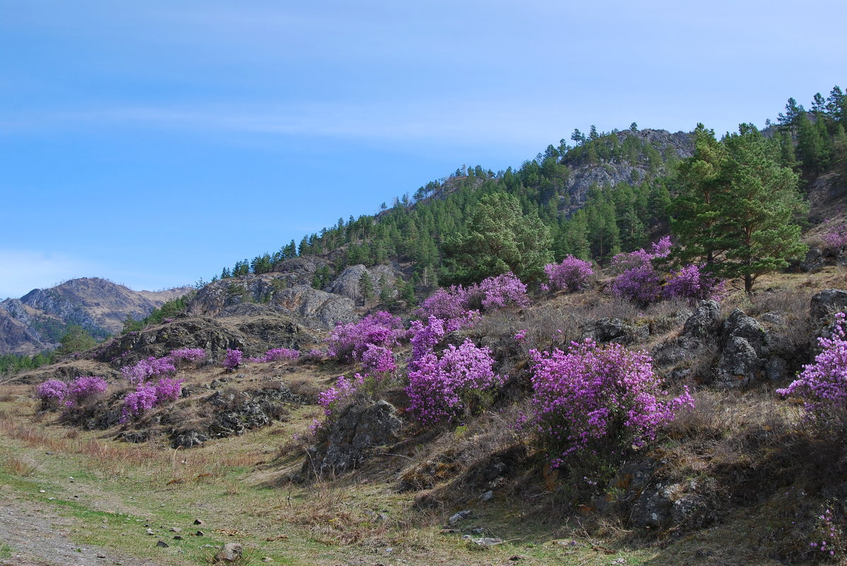 Забайкалье, сопки, багульник сопки багульник