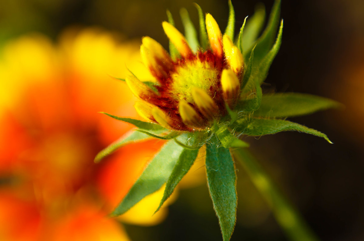 Солнечный цветок - Аня Валеева