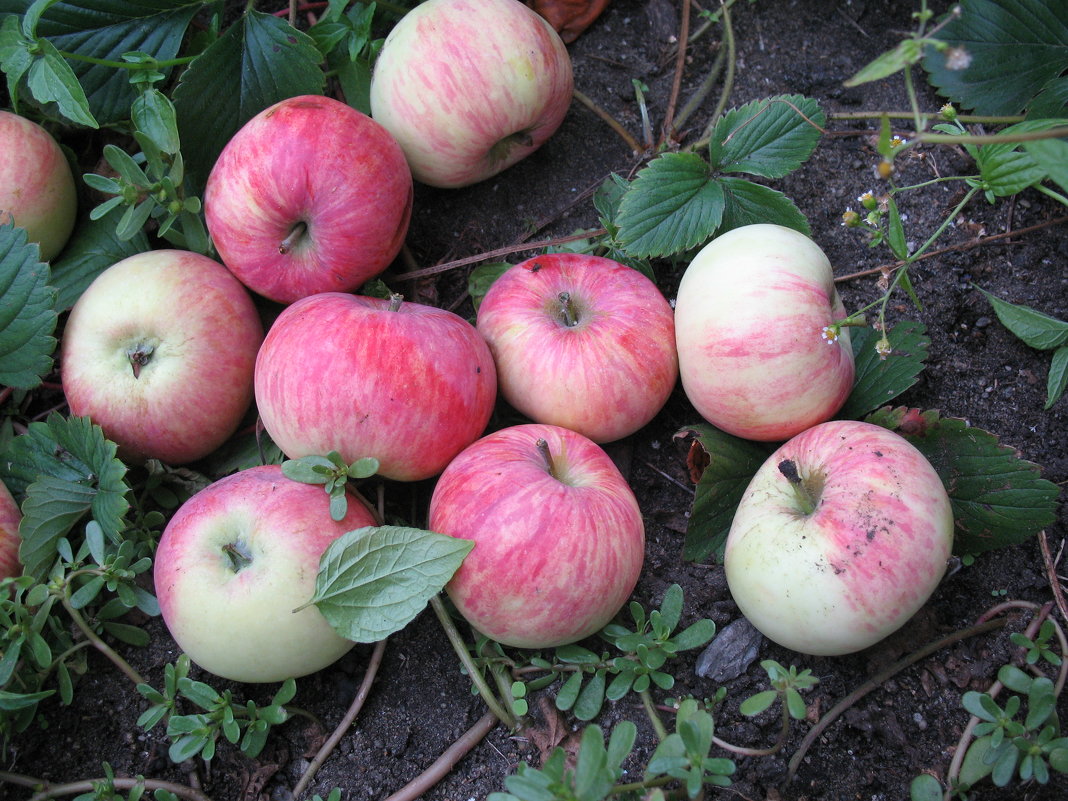 Райские яблочки - Владимир 