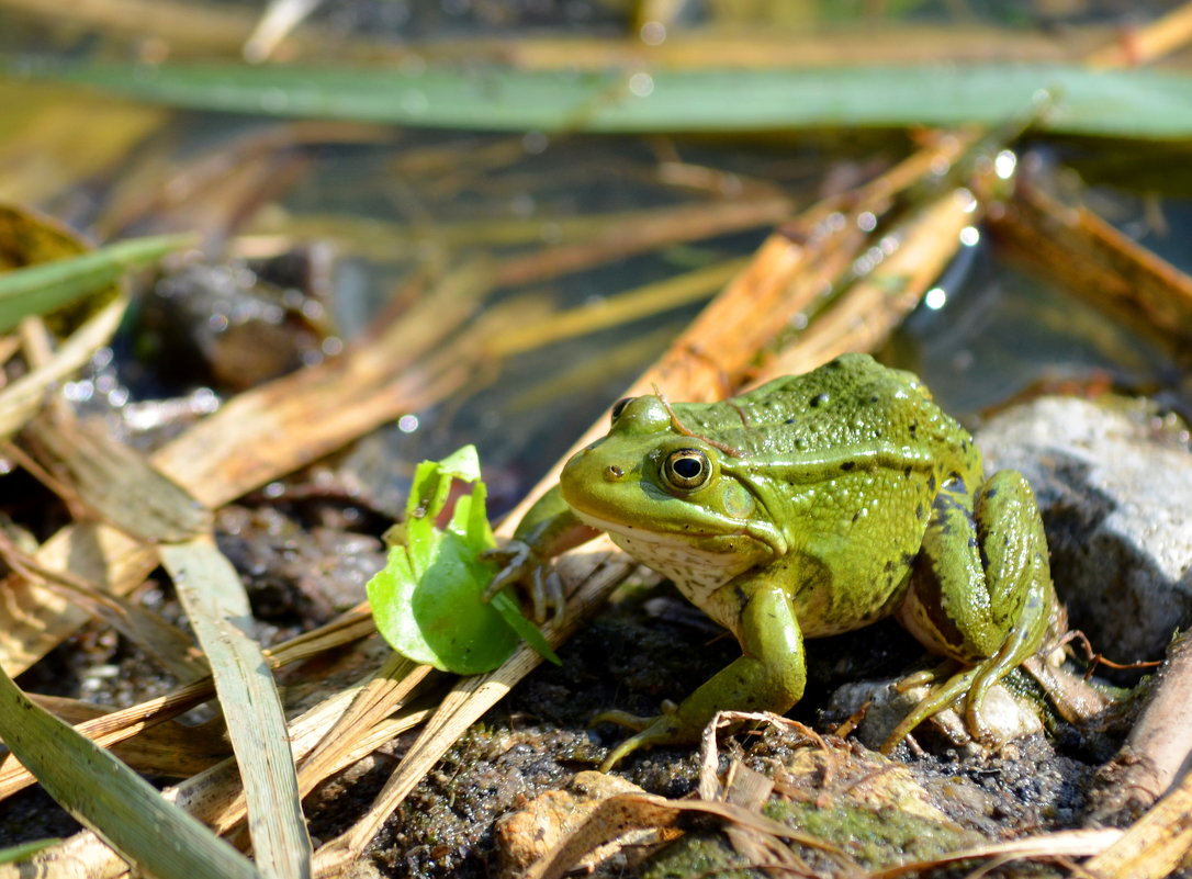 a frog - NICKIII Михаил Г.