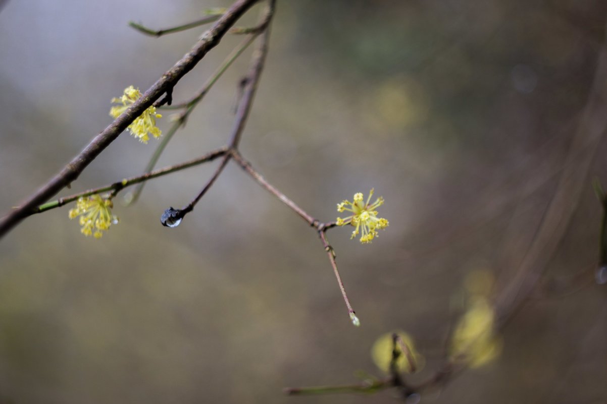 Cornus mas - august 32