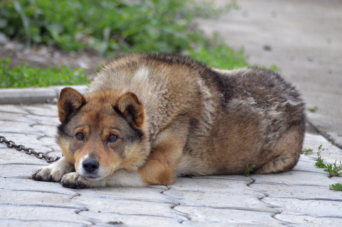 Влюблённый пёс - galina tihonova