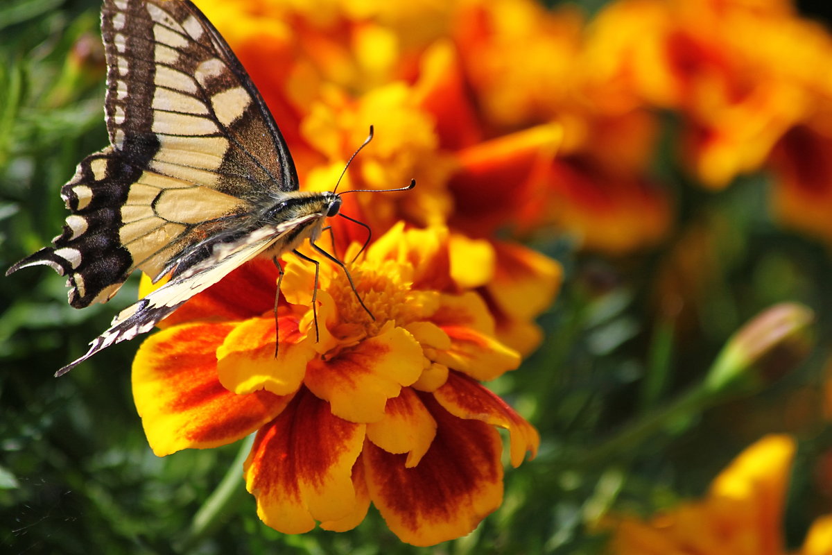 Бабочка на цветке - Александр Щеклеин