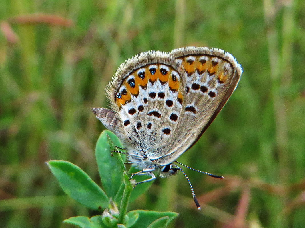 Plebejus argus (Linnaeus, 1758) - Голубянка аргус  . - vodonos241 