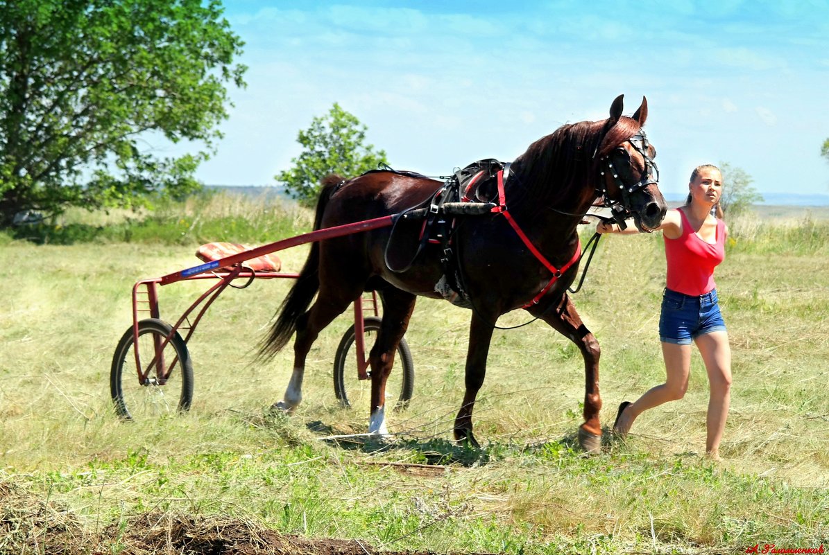 Выйду я на поле с конём..:) - Андрей Заломленков
