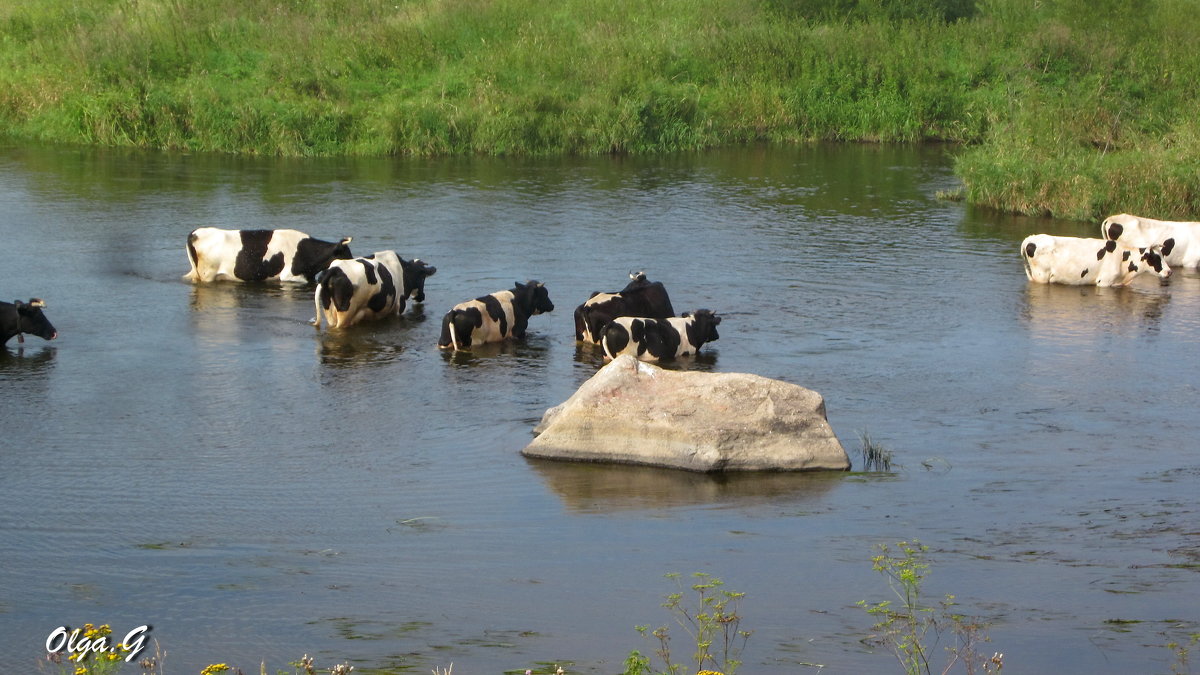Коровы, переходящие реку - OLLES 