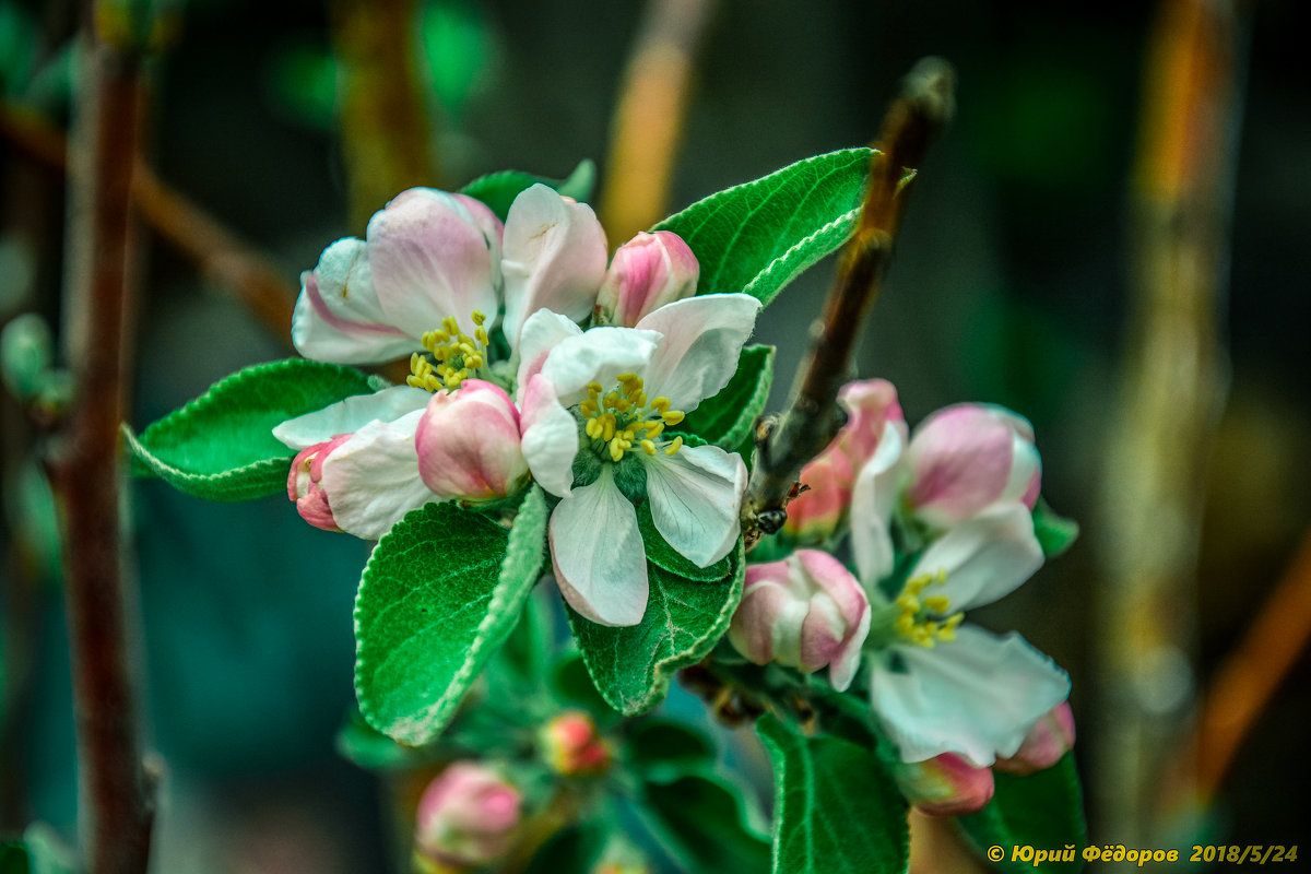 Яблоня цветёт - Юрий Фёдоров