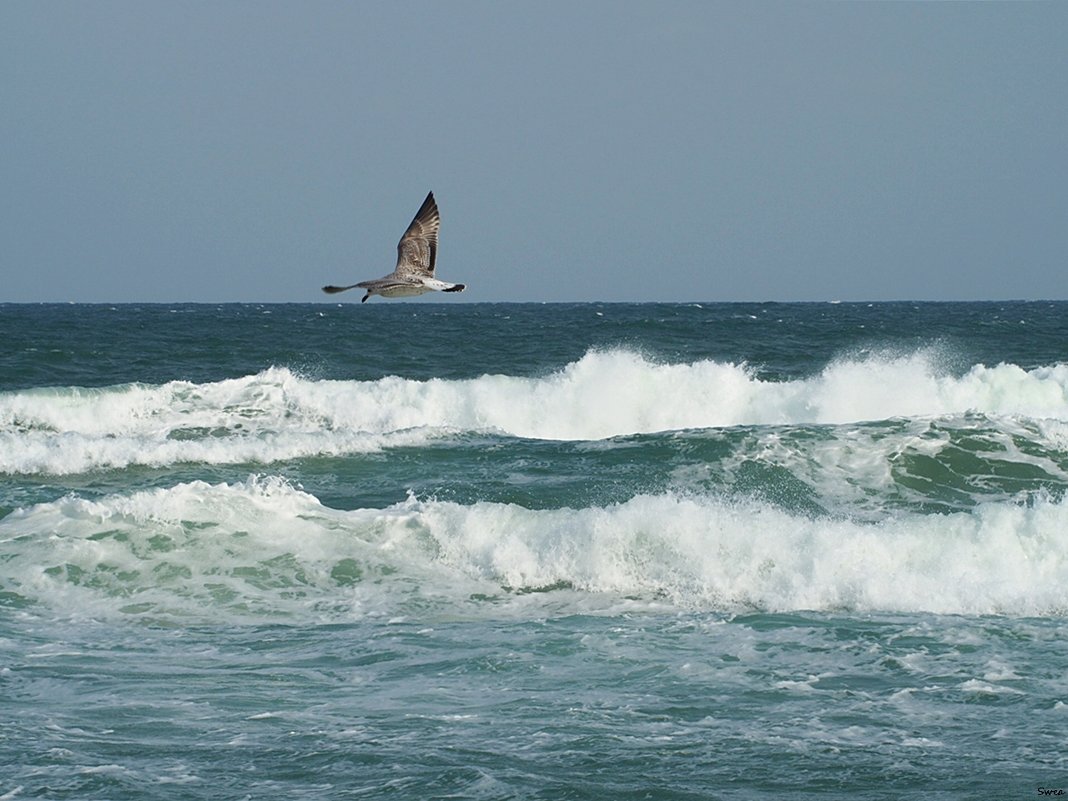 Бушующее море - wea *