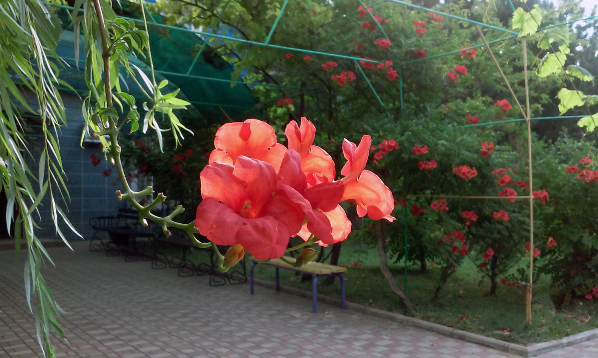 Цветы юга - Тамара Бедай 