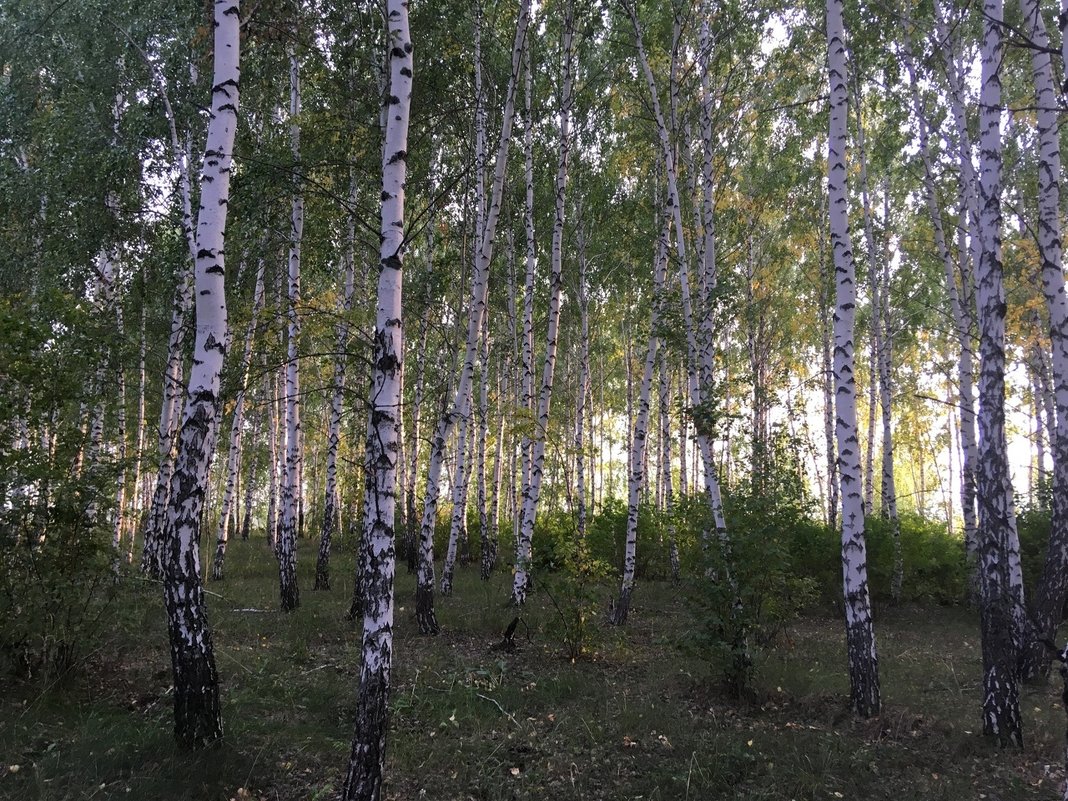 В берёзовой роще - Татьяна ***