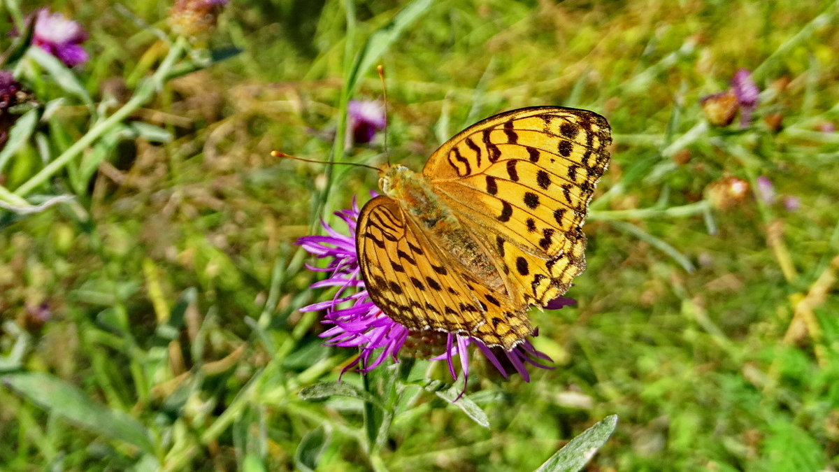 Перламутровка адиппа, или Перламутровка красная (лат. Fabriciana adippe, syn. Argynnis adippe - vodonos241 