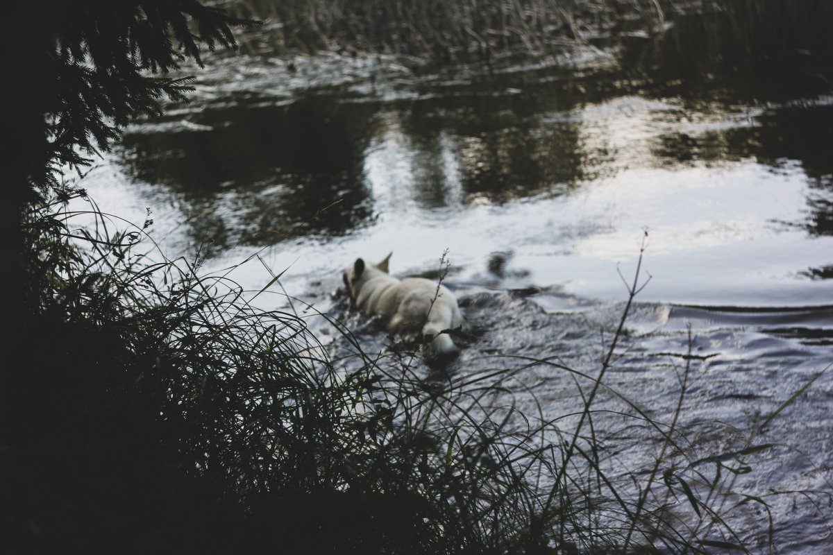 Собака в реке - august 32