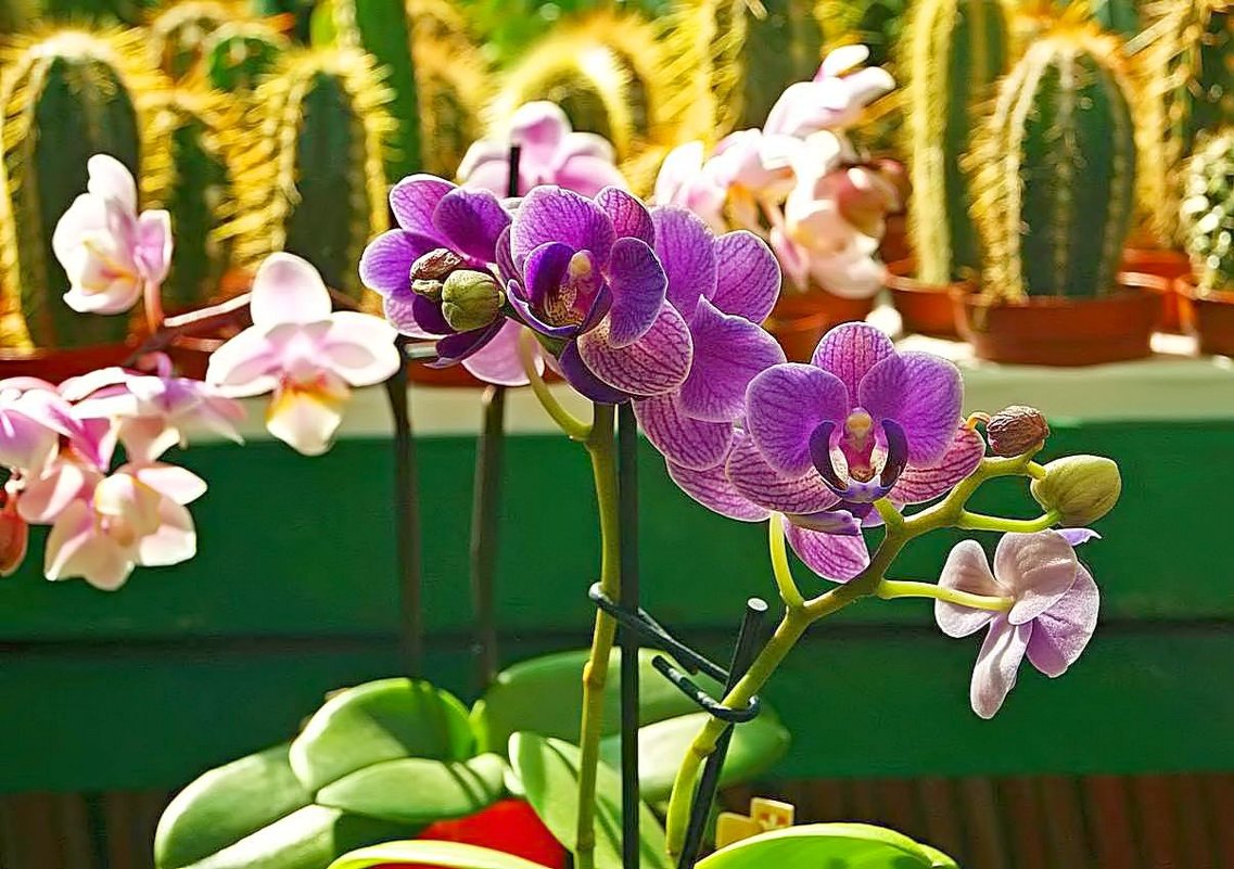 на фоне кактусов снимаем орхидею... - Александр Корчемный