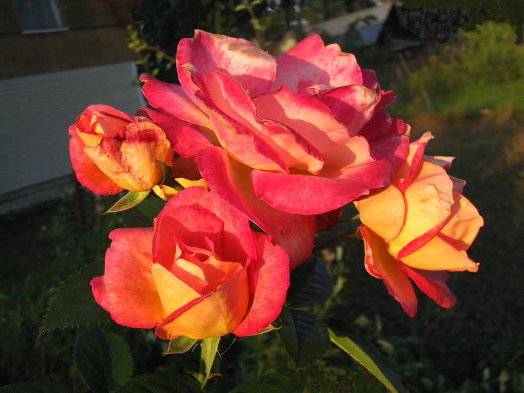 Букет роз в саду - Людмила Смородинская