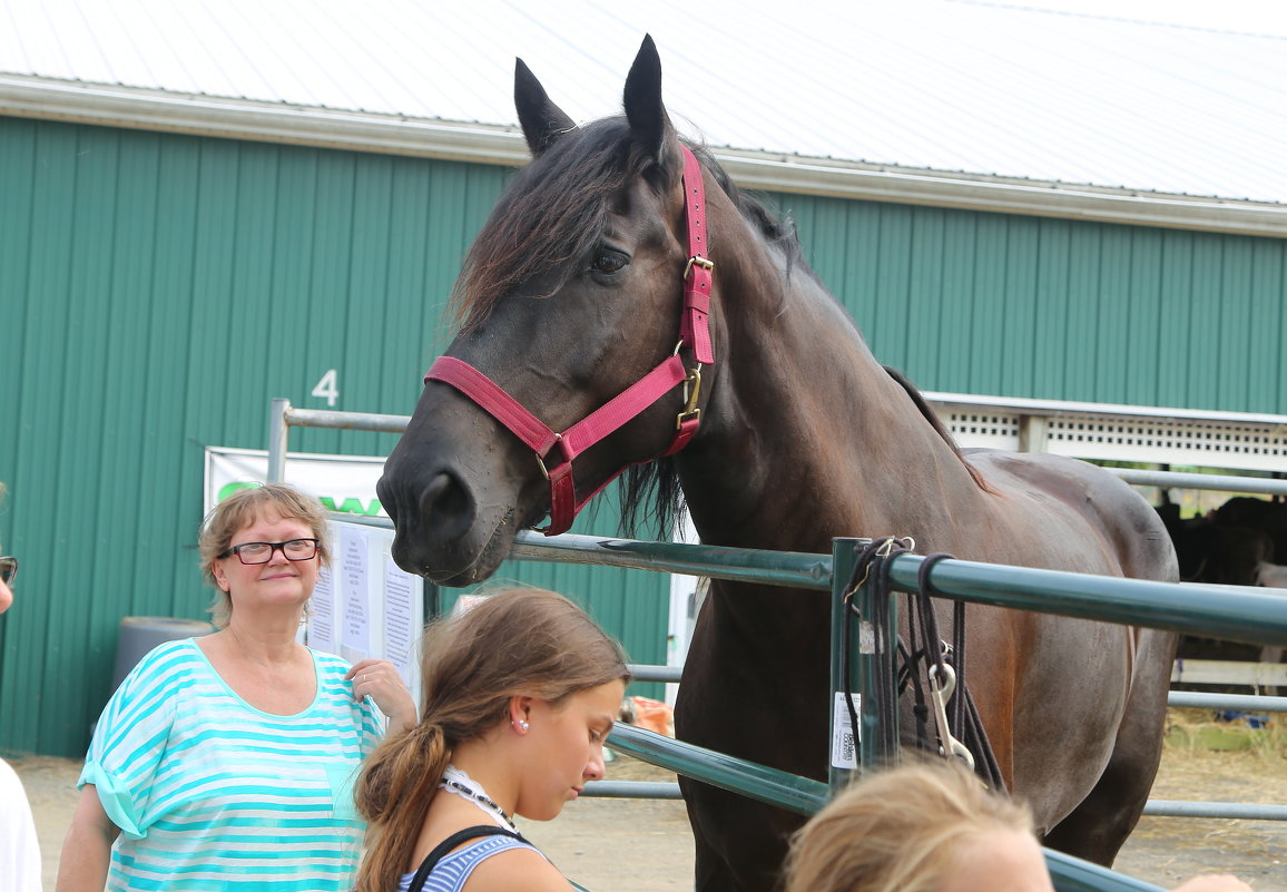 Невероятные размеры коня на сельхозвыставке в США - Leha F