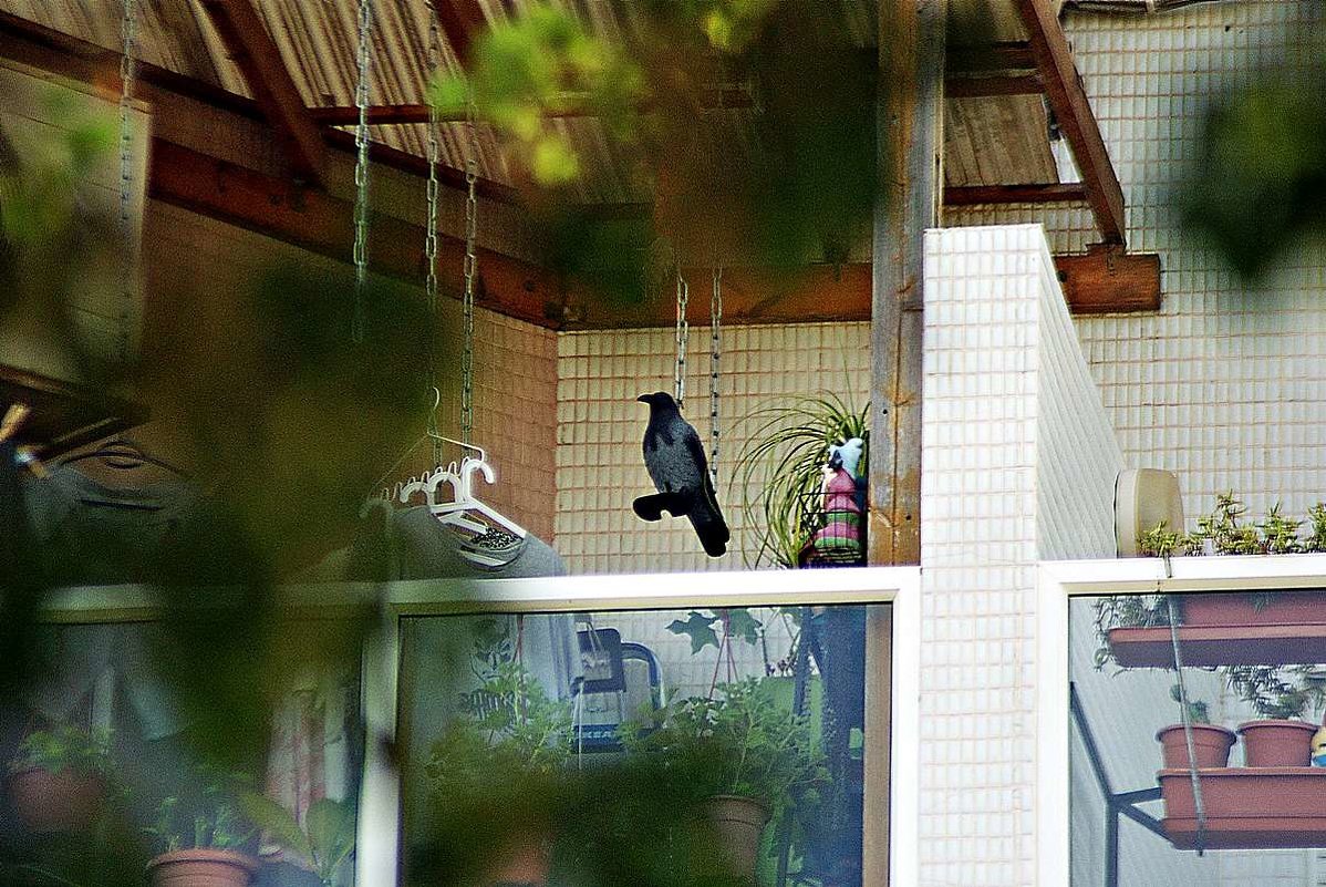 очень нравится вороне на соседском на балконе - Александр Корчемный