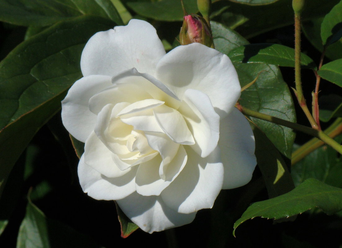 Белая роза - Татьяна Георгиевна 