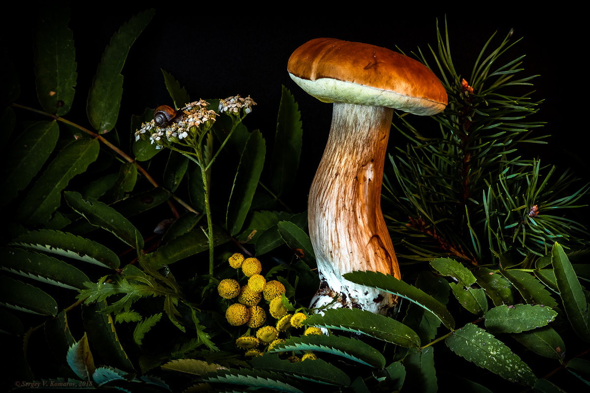 Царь грибов на прогулке - Сергей В. Комаров