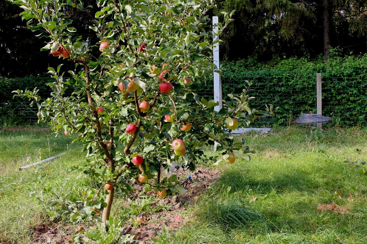 Яблони в саду - Надежд@ Шавенкова