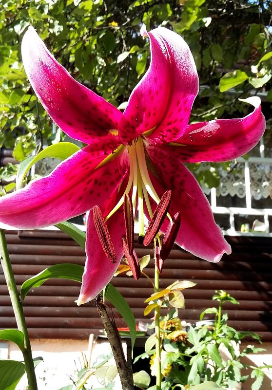 Лилия в моем саду! - ирина 