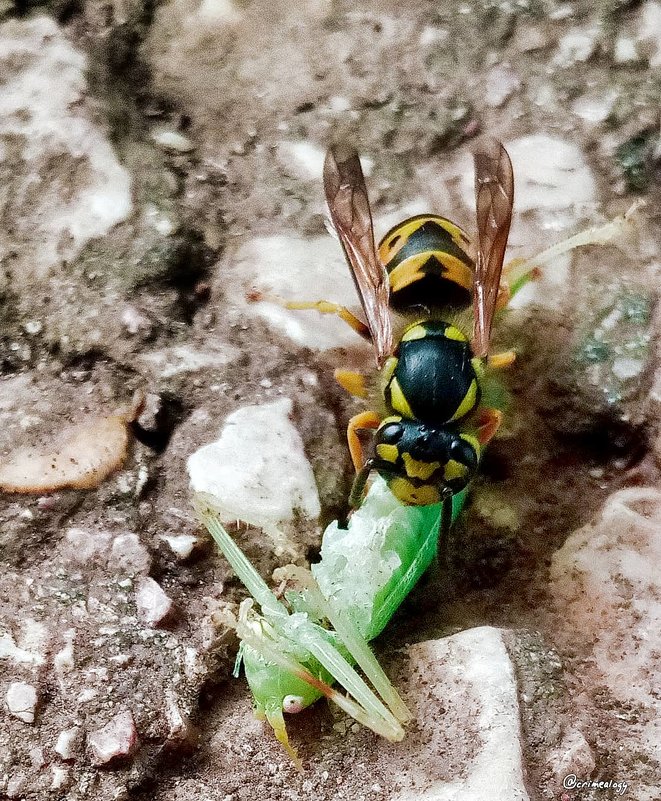 Смертельный поцелуй... Жизнь насекомых... Deadly kiss... Life of insects... - Сергей Леонтьев