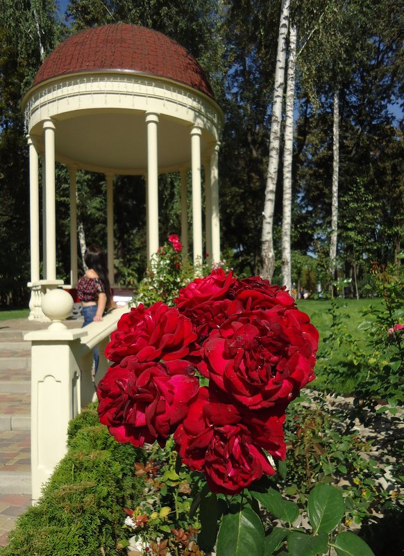 Розы у ротонды - Ирина 