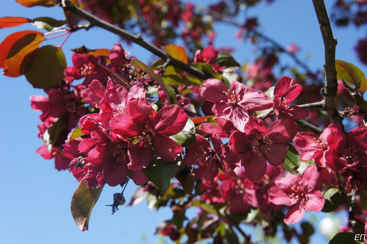 Весною яблонь покоряет цвет - Елена Павлова (Смолова)