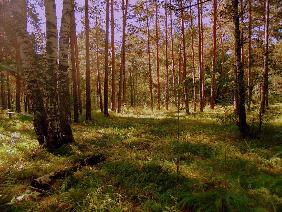 Из серии " В лесу" - Мила Бовкун