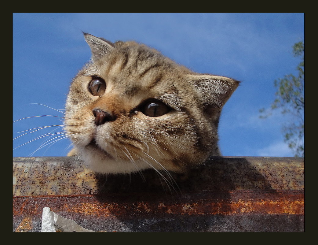 Кошки - Юрий ГУКОВЪ