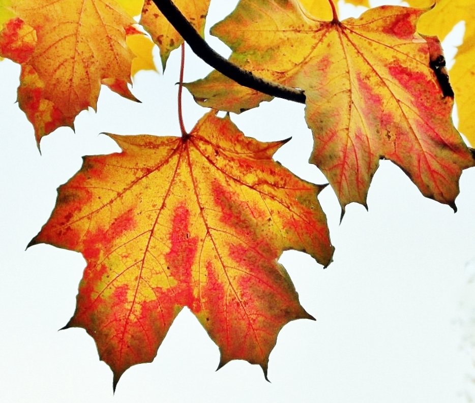 Листья клёна осенью - Leonid Tabakov