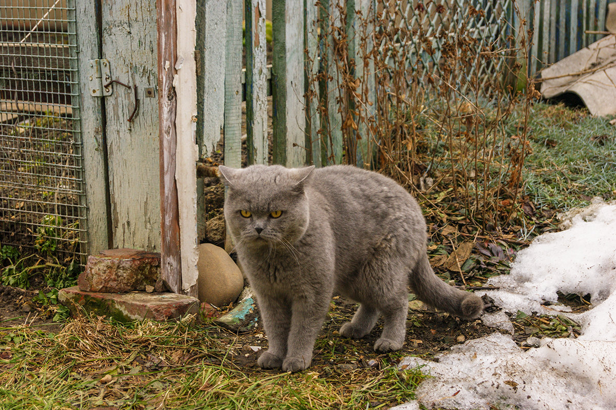 Кот Тайсон - Игорь Сикорский