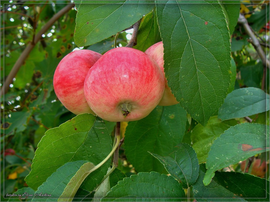 Яблоки лесные - °•●Елена●•° ♀