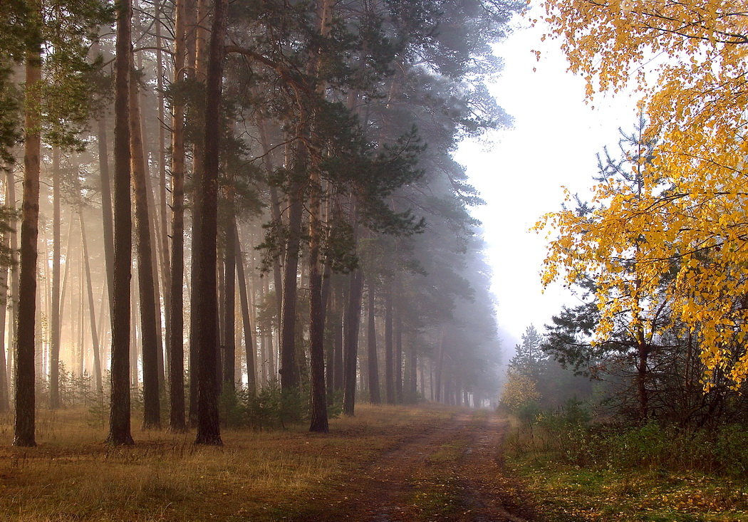 Солнечной осенней тишиною... - Лесо-Вед (Баранов)