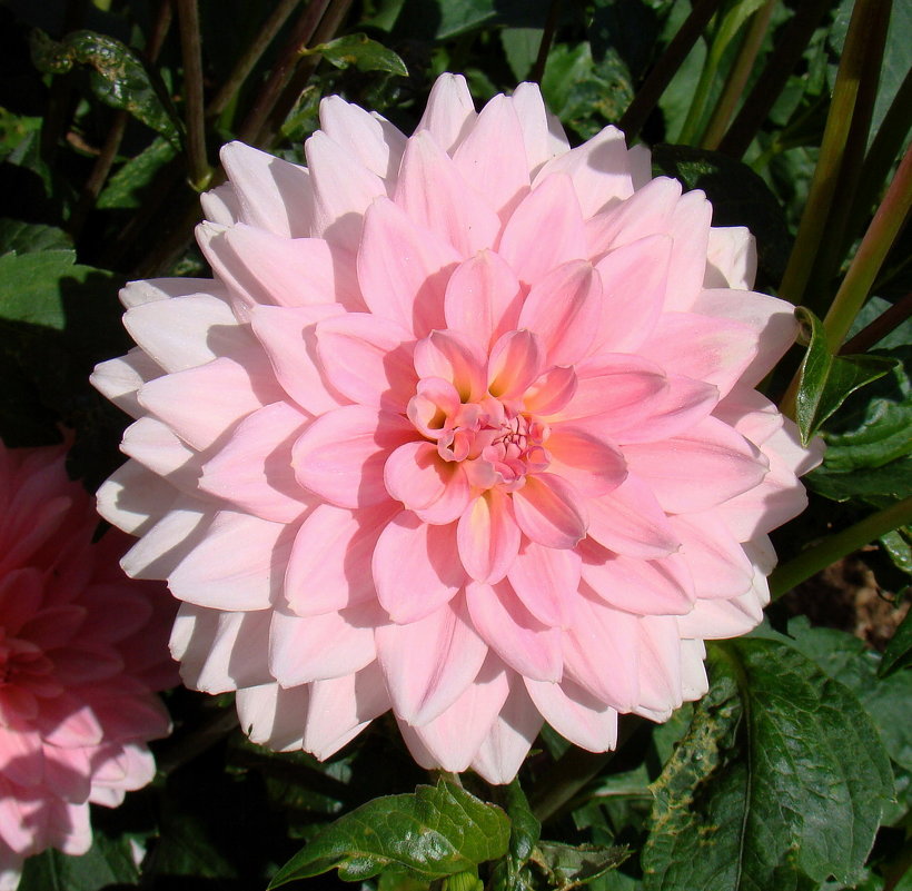 Нежно-розовый цветок - Татьяна Георгиевна 