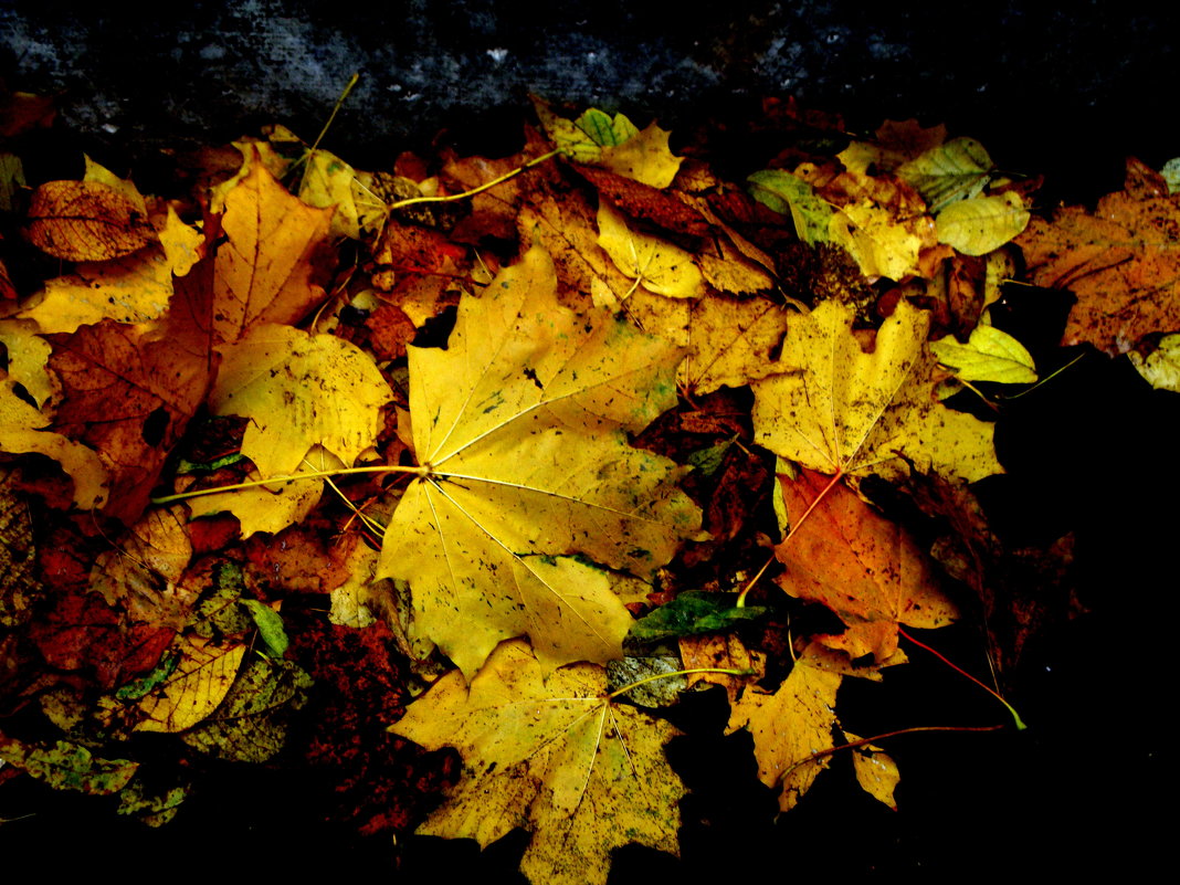 Вечерние листья - Marina Bernackaya Бернацкая