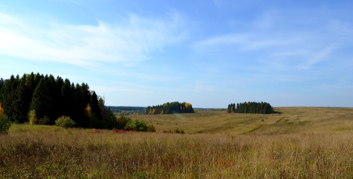 Фото Поле Лес