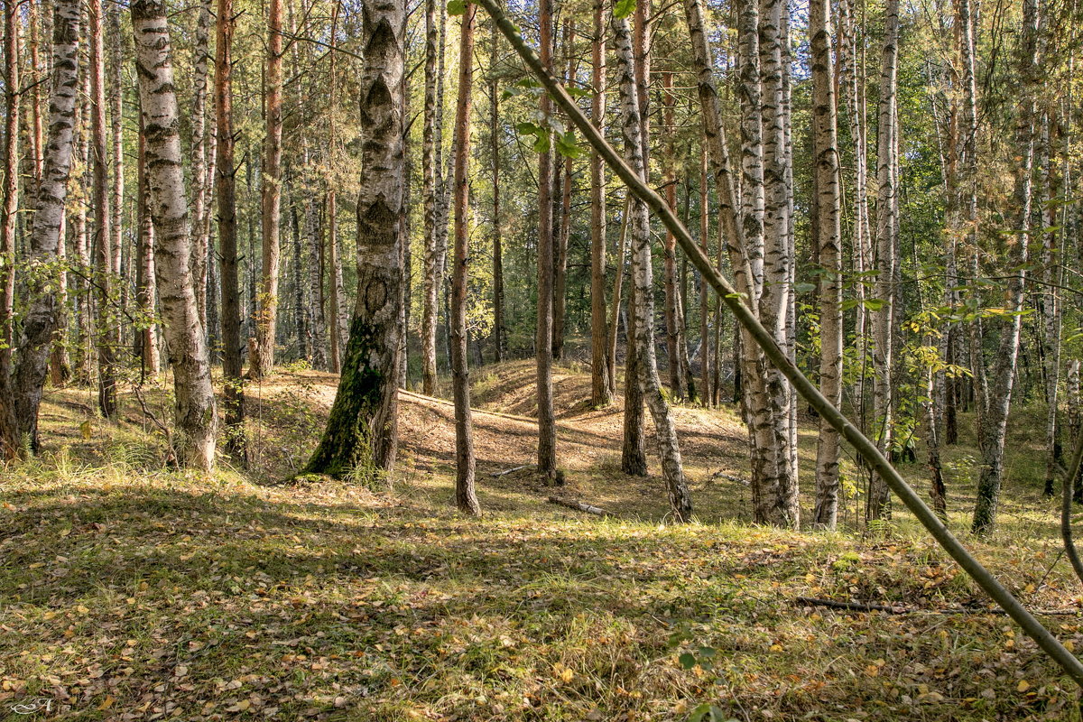 В сентябрьском лесу. - Анатолий. Chesnavik.