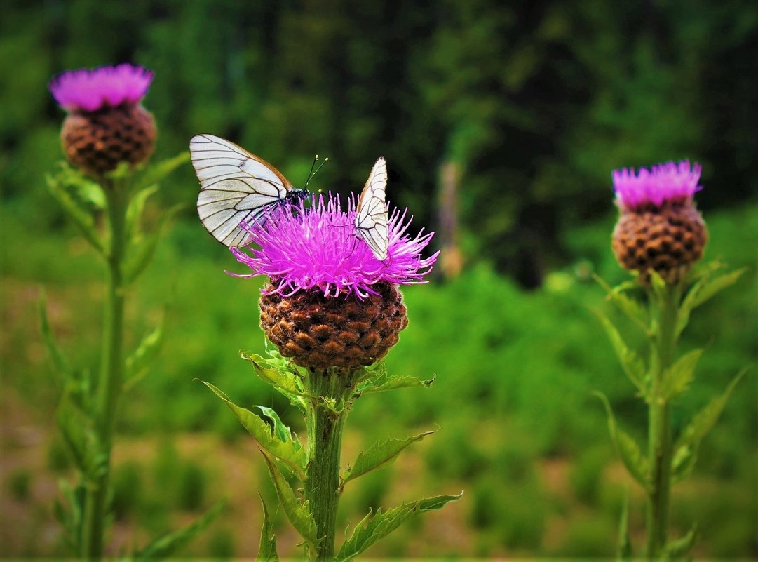 Бабочки на левзее - Сергей Чиняев 