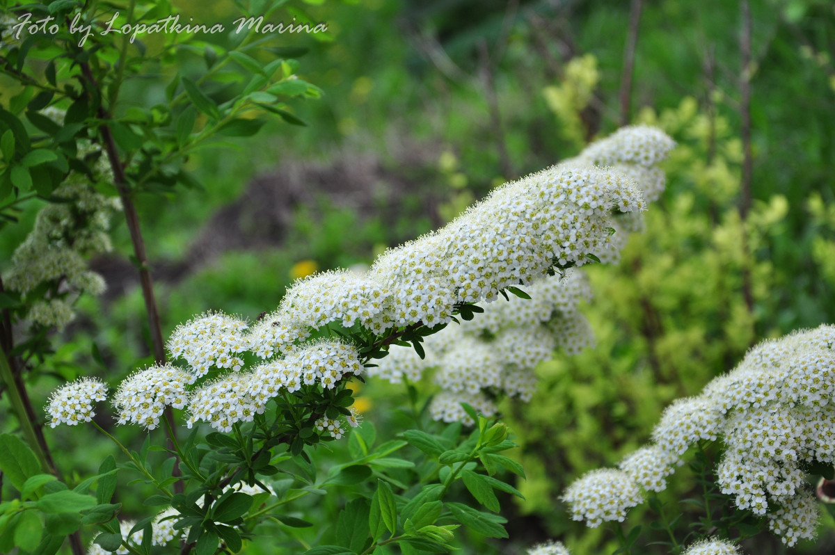 Куст - Марина Лопаткина