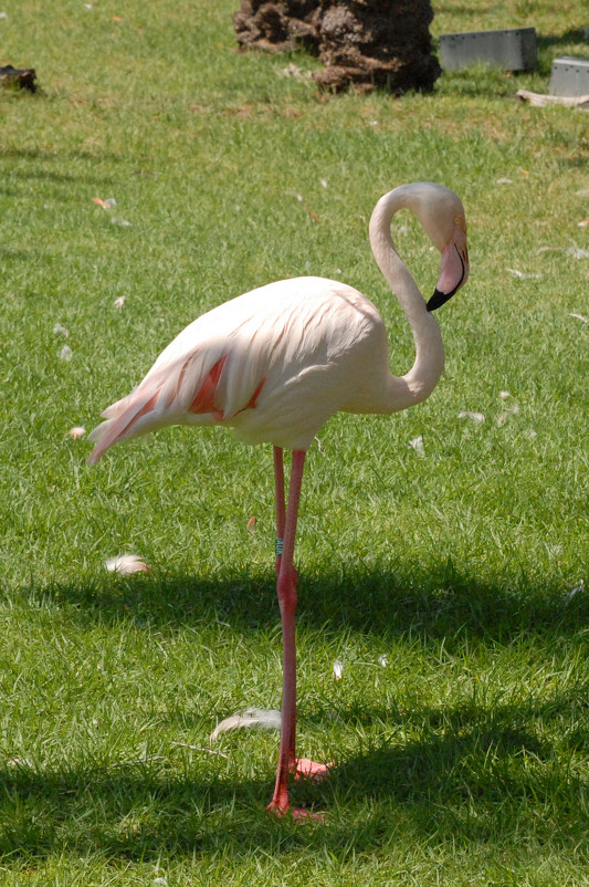Фламинго - susanna vasershtein