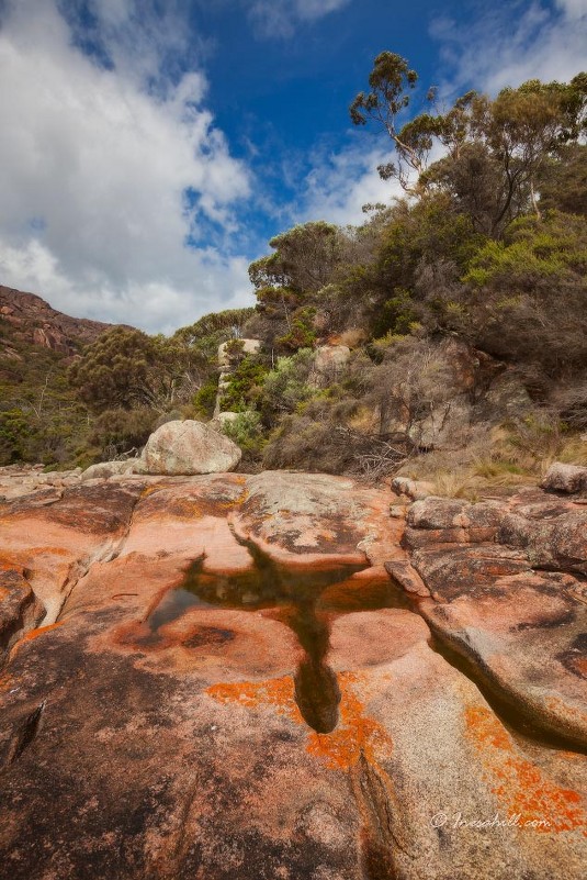 Sleepy Bay - Wattletree -